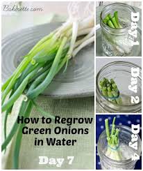 Place the jar on a sunny windowsill and leave it alone apart from changing the water every few days. How To Regrow Green Onions In Water Bakerette Regrow Vegetables Regrow Green Onions Green Onions Growing