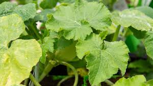 Companion planting can help you build a good plant community and is one of the most important concepts in gardening. 4 Reasons For Companion Planting Mulhall S