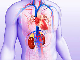 Examining the Link Between Heart and Kidney Disease