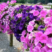 We did not find results for: Flores Para Terraz O Balcon Que Tipo De Flores Van Mejor