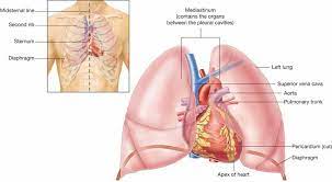 The Heart Is Located In The Central Thoracic Cavity Mediastinum Pericardial Cavity Between The Lungs The Thoracic Cavity Heart And Lungs Diagram Thoracic