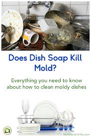 Follow these tips on how to remove mold from washing machines to eliminate the health risks associated with mold in your home. How To Clean Mold On Dishes Mold Help For You