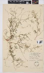 Image result for Indigofera charlieriana