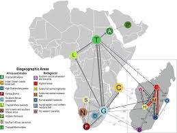Image result for Helichrysum whyteanum