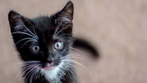 What is a tabby kitten? Tuxedos Tabbies And Torties How To Tell These Housecats Apart Howstuffworks
