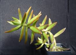 Image result for Hereroa glenensis