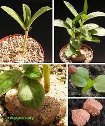 Image result for Dorstenia benguellensis