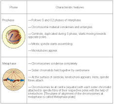 Maybe you would like to learn more about one of these? Notes Cell Cycle And Cell Division Icse Class 10 Biology