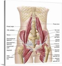 Anatomy Of Iliopsoa Also Known As The Dorsal Hip Muscles Hip Muscles Muscle Anatomy Hip Anatomy