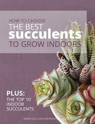 Grab Your Free Guide To The Top 10 Indoor Succulents Succulents Succulent Garden Indoor Succulents Indoor