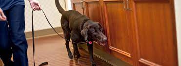 Read more about bed bugs and their life cycle, and get tips for identification. Bed Bug Dogs Ehrlich Pest Control