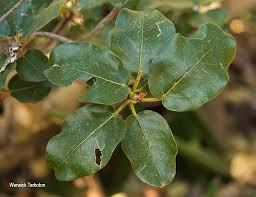 Image result for Ficus glumosa