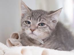 Reuniting lost cats in the united states and report your lost or found cat so that you can be notified when a matching cat is registered. This Arizona Kitten Could Be The New Grumpy Cat