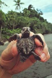 Nice 33 The Cute Tortoise You Have Never Seen Https Meowlogy Com 2018 02 16 33 Cute Tortoise Never Seen The Cute Turtles Cute Baby Animals Baby Sea Turtles