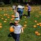 Connecticut Trolley Museum, Pumpkin Patch event image