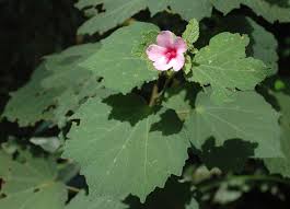 Image result for Urena lobata