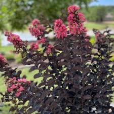 Image result for Lagerstroemia