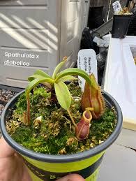 Image result for Nesaea spathulata
