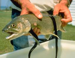 sea lamprey wikipedia