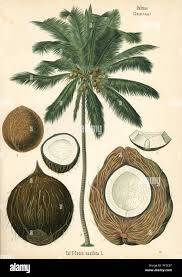 Image result for Cocos nucifera