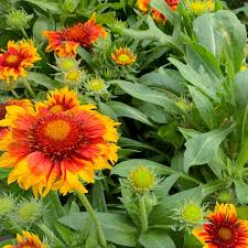 Maybe you would like to learn more about one of these? Calgary Plants Online Garden Centre Posts Facebook