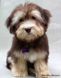 Pt havanese and newfies, southington, ohio. Havahug Havanese Puppies Is A Michigan Based Havanese Breeder Of Quality Akc Havanese Dogs Non Shedding Hyp Havanese Puppies Havanese Breeders Havanese Dogs