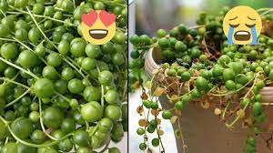 String of pearls are very sensitive to overwatering, so make sure that you give them just enough water. Not Dead Yet Rescuing My String Of Pearls Youtube