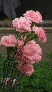 Flower Fragrance Natural Diy Ideas Carnation Plants Flower Fragrance Amazing Flowers