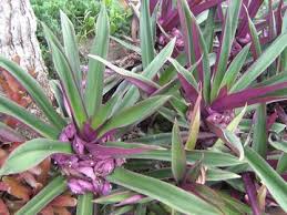 ต นกก กกม ร ปร างล กษณะและน เวศว ทยาเหม อนหญ ามาก ม ล กษณะท แตกต างจากหญ าค อ กกม กม ลำต นต น และเป นสามเหล ยมหร อสามม ม บางชน ดม ผน งก นแบ งเ ต นไม กระท อม