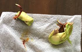 How to plant mango seedlings. Planting A Mango Seed Naples Botanical Garden