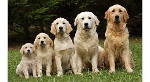 Golden Retriever Puppy Stages Goldenacresdogs Com