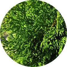 Image result for kabatina thujae