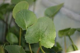 Image result for Centella glabrata