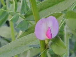 0 ответов 0 ретвитов 0 отметок «нравится». There Are Flowers On The Lentil Tree Steemit