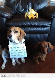Oh For Sure Or Under Something So A Bigger Dog Can T Get Them And I Growl If He Tries To Play With His Own Toys T Funny Animal Pictures Dog Shaming