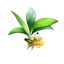 Image result for Hypoxidaceae