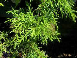 Image result for Cupressaceae