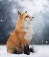 Pin By Beatriz Davila Walper On Beautiful Animals Other Living Things Fox In Snow Animals Fox