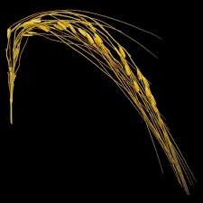 Image result for Oryza barthii