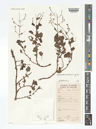 Image result for Aeollanthus rehmannii