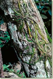 Image result for Phyllorachis