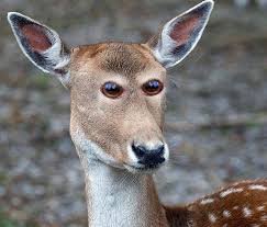Here are 20 funny photoshopped animals 1. 25 Funny Animals With Their Eyes On The Front Of Their Face Team Jimmy Joe