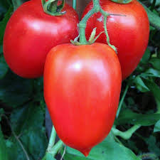 The amish paste tomato is one of the larger paste varieties of tomato, the fruit grows from 6 to 12 ounces. Amish Paste Tomato Plants For Sale Free Shipping