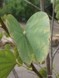 Image result for Bauhinia petersiana