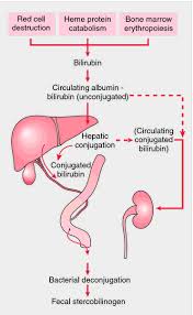 Pin On Hepatitis Liver Disease Facts