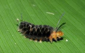 Black And Red Spiky Caterpillar Moth Caterpillar From Soberania Np Panama Moth Caterpillar Caterpillar Moth