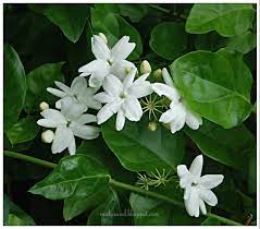 Jom kenali flora bunga melati. Bunga Melur