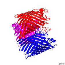 Porin (protein) porins are beta barrel proteins that cross a cellular membrane and act as a pore, through which molecules can diffuse. Porin Proteopedia Life In 3d