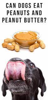 Can Dogs Eat Peanuts Is Peanut Butter Good For Dogs Can Dogs Eat Peanut Butter For Dogs Dog Eating