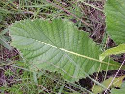 Image result for Berkheya setifera